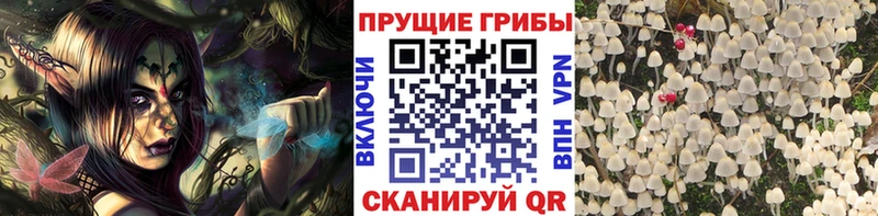 Галлюциногенные грибы Psilocybe  закладка  Южно-Сахалинск 